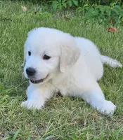FULL AKC registered female, a female English Cream Golden Retriever for sale in Atlanta, GA – 2 of 8