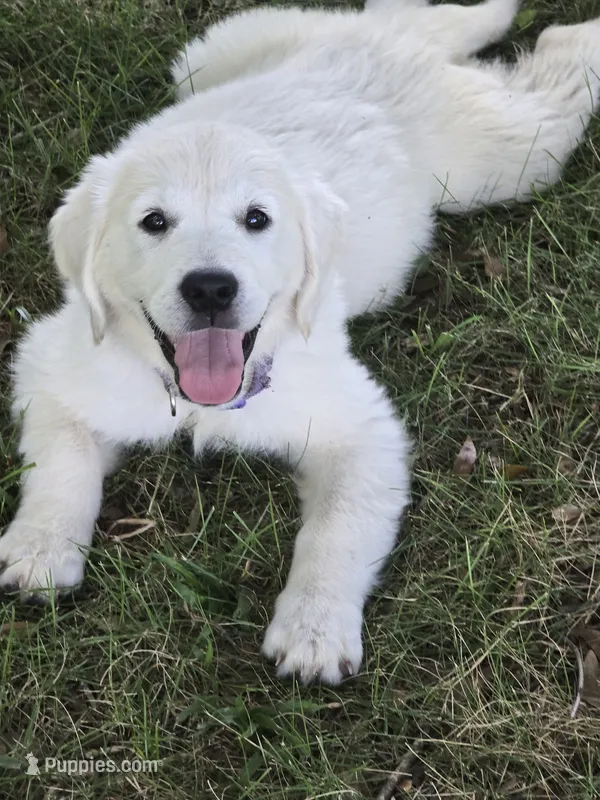 Remi – English Cream Golden Retriever puppy for sale in Montgomery, AL