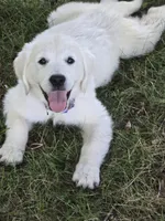 Remi, a female English Cream Golden Retriever for sale in Montgomery, AL – 1 of 1