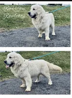 Star, a female English Cream Golden Retriever for sale in Montgomery, AL – 3 of 4