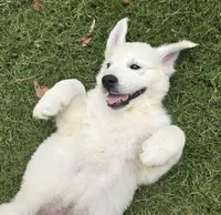 FULL AKC registered female, a female English Cream Golden Retriever for sale in Atlanta, GA – 3 of 8