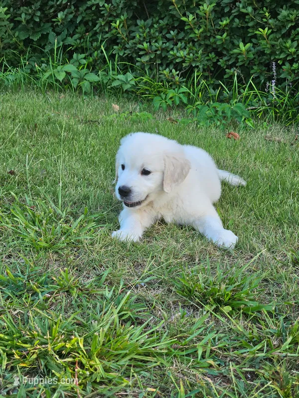 Star – English Cream Golden Retriever puppy for sale in Montgomery, AL