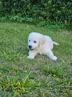Star, a female English Cream Golden Retriever for sale in Montgomery, AL – 1 of 4