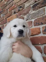 FULL AKC registered female, a female English Cream Golden Retriever for sale in Atlanta, GA – 4 of 8