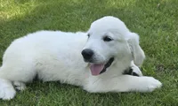 FULL AKC registered female, a female English Cream Golden Retriever for sale in Montgomery, AL – 2 of 5