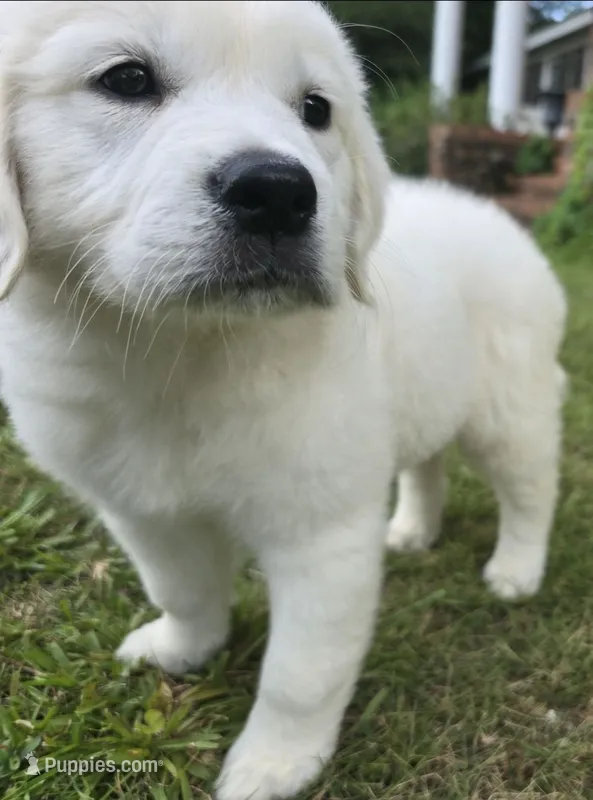 FULL AKC registered female – English Cream Golden Retriever puppy for sale in Atlanta, GA