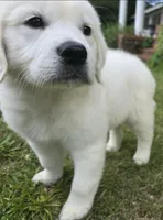FULL AKC registered female, a female English Cream Golden Retriever for sale in Montgomery, AL – 1 of 5