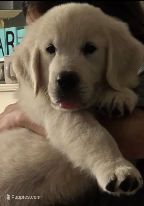 Sweet Pea – English Cream Golden Retriever puppy for sale in Montgomery, AL