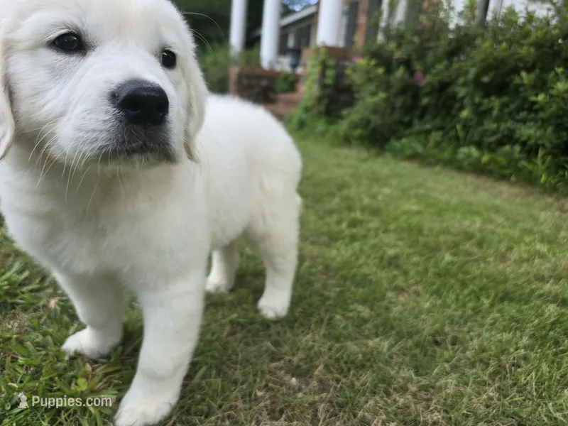 FULL AKC registered female – English Cream Golden Retriever puppy for sale in Atlanta, GA