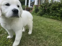FULL AKC registered female, a female English Cream Golden Retriever for sale in Atlanta, GA – 6 of 8