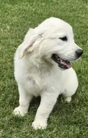 FULL AKC registered female, a female English Cream Golden Retriever for sale in Atlanta, GA – 5 of 8