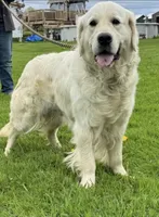 Molly, a female English Cream Golden Retriever for sale in Montgomery, AL – 1 of 1