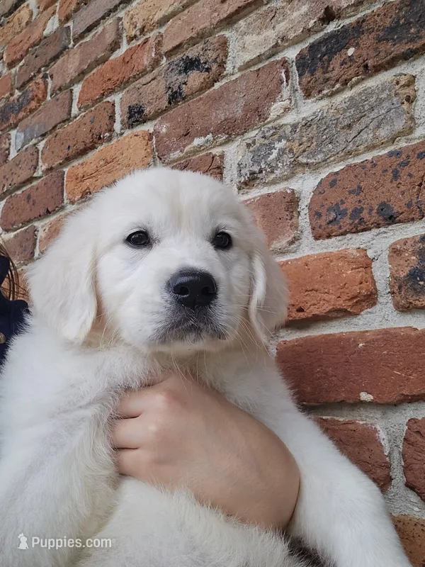 Star – English Cream Golden Retriever puppy for sale in Montgomery, AL