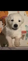FULL AKC registered female, a female English Cream Golden Retriever for sale in Atlanta, GA – 8 of 8