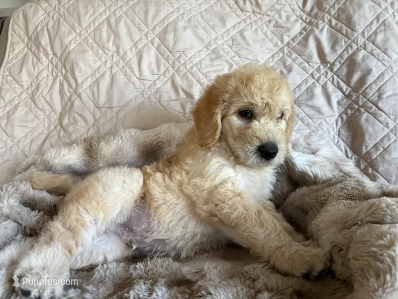 Purple aka Lager – Double Doodle puppy for sale in Eugene, OR