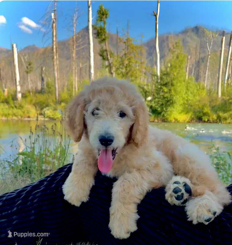 Kenai - F2 Double Doodle – Goldendoodle, Labradoodle puppy for sale in Eugene, OR