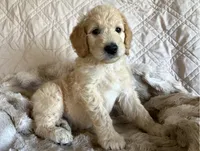 Green aka River, a male Double Doodle for sale in Eugene, OR – 1 of 4