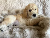 Purple aka Lager, a male Double Doodle for sale in Eugene, OR – 2 of 4