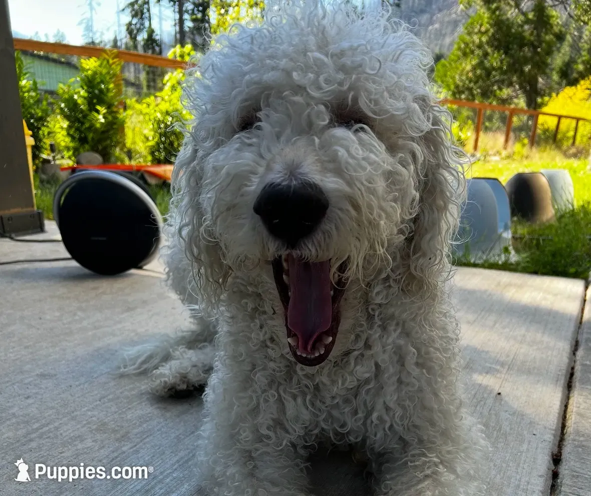 Yellow aka Old Yeller, a male Double Doodle for sale in Eugene, OR – 2 of 3