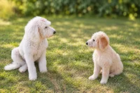 Daisy Mayfly, a female Goldendoodle and Labradoodle for sale in Eugene, OR – 4 of 4