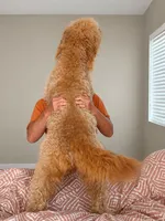 Purple aka Lager, a male Double Doodle for sale in Eugene, OR – 4 of 4