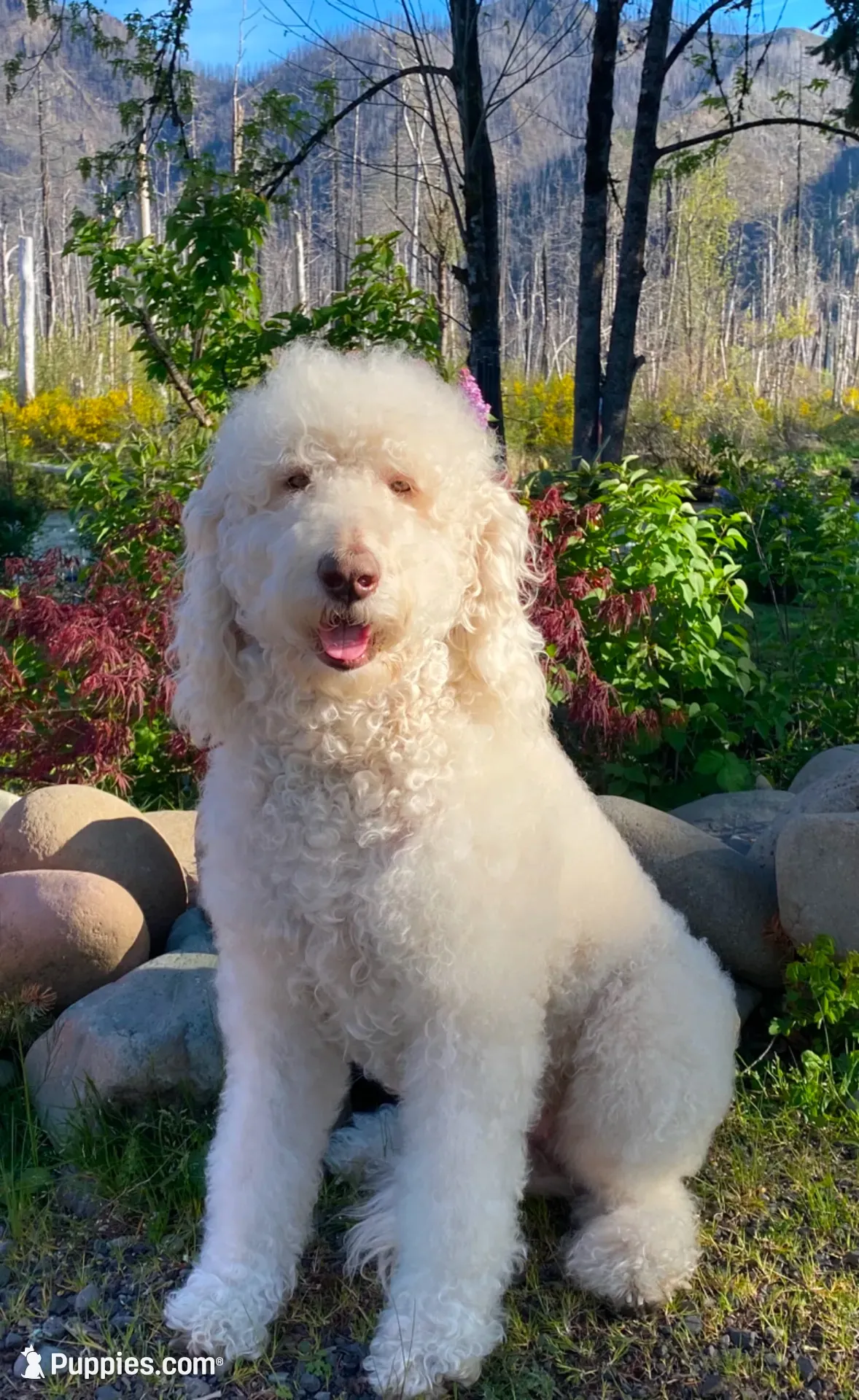 Yellow aka Old Yeller, a male Double Doodle for sale in Eugene, OR – 3 of 3