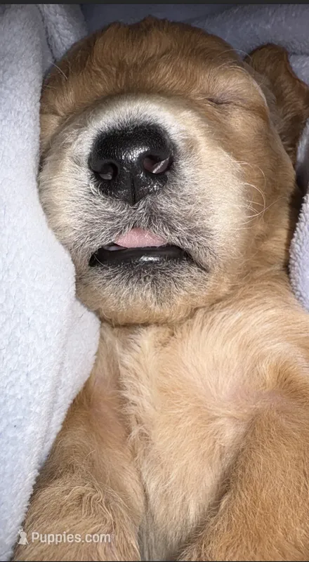 Yellow aka Old Yeller, a male Double Doodle for sale in Eugene, OR – 1 of 3