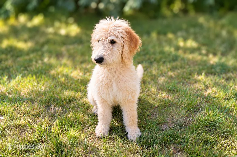 Daisy Mayfly – Goldendoodle, Labradoodle puppy for sale in Eugene, OR