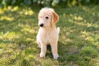 Daisy Mayfly, a female Goldendoodle and Labradoodle for sale in Eugene, OR – 1 of 4