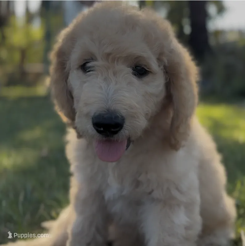 River - F2 Double Doodle – Goldendoodle, Labradoodle puppy for sale in Eugene, OR