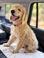 Daisy Mayfly, a female Goldendoodle and Labradoodle for sale in Eugene, OR – 3 of 4