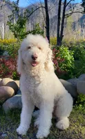 Green, a male Double Doodle for sale in Eugene, OR – 2 of 2