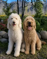 Purple aka Lager, a male Double Doodle for sale in Eugene, OR – 3 of 4