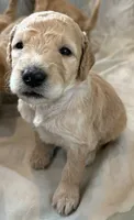 Green aka River, a male Double Doodle for sale in Eugene, OR – 2 of 4