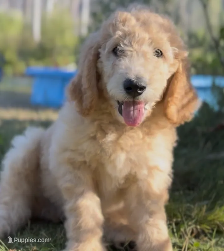 Jager Meister - F2 Double Doodle – Goldendoodle, Labradoodle puppy for sale in Eugene, OR