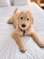 Daisy Mayfly, a female Goldendoodle and Labradoodle for sale in Eugene, OR – 2 of 4