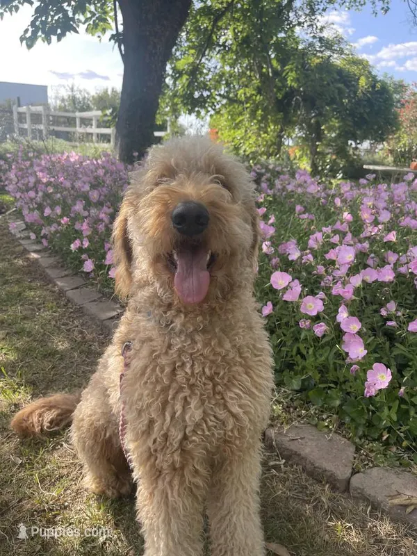 Green, a male Double Doodle for sale in Eugene, OR – 1 of 2