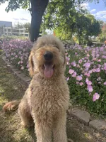 Green, a male Double Doodle for sale in Eugene, OR – 1 of 2