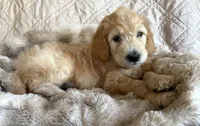 F2 Double Doodle Standard Size, a male Goldendoodle and Labradoodle for sale in Eugene, OR – 1 of 3