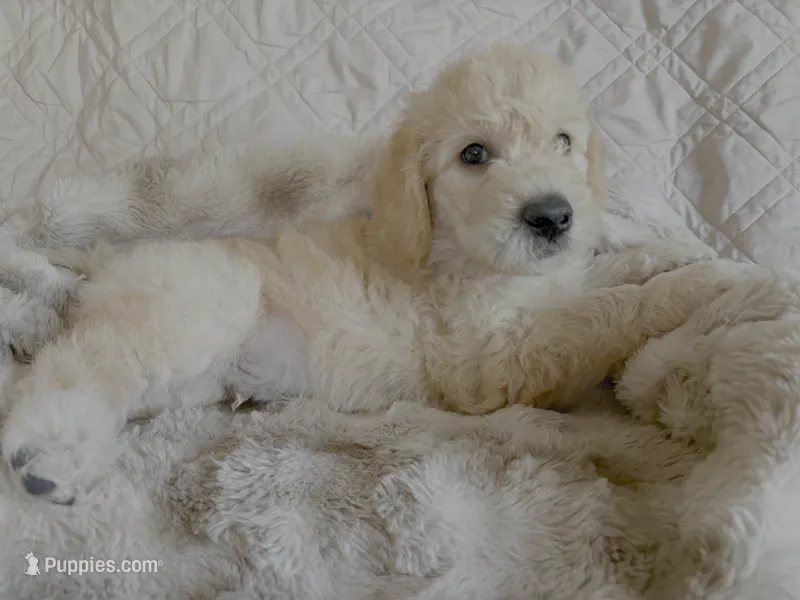 Yellow aka Old Yeller – Double Doodle puppy for sale in Eugene, OR