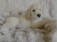 F2 Double Doodle Standard Size, a male Goldendoodle and Labradoodle for sale in Eugene, OR – 1 of 3