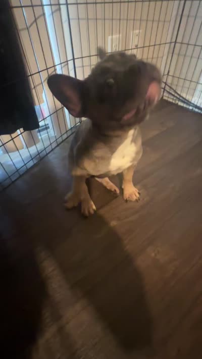 Luna, a female French Bulldog for sale in Phoenix, AZ – 3 of 3