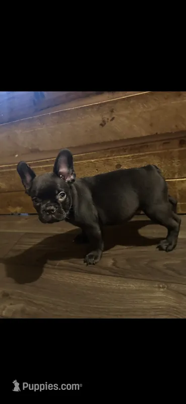 Blacky – French Bulldog puppy for sale in Phoenix, AZ
