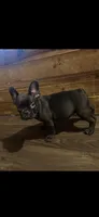 Blacky, a male French Bulldog for sale in Phoenix, AZ – 1 of 2