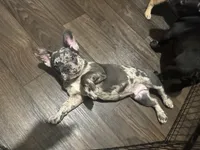 Pinto , a male French Bulldog for sale in Phoenix, AZ – 3 of 3