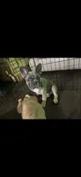 Luna, a female French Bulldog for sale in Phoenix, AZ – 2 of 3