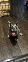 Pinto , a male French Bulldog for sale in Phoenix, AZ – 1 of 3