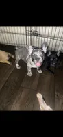 Pinto , a male French Bulldog for sale in Phoenix, AZ – 2 of 3