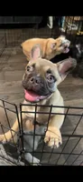 Canelo, a male French Bulldog for sale in Phoenix, AZ – 3 of 4