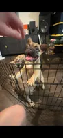 Canelo, a male French Bulldog for sale in Phoenix, AZ – 2 of 4